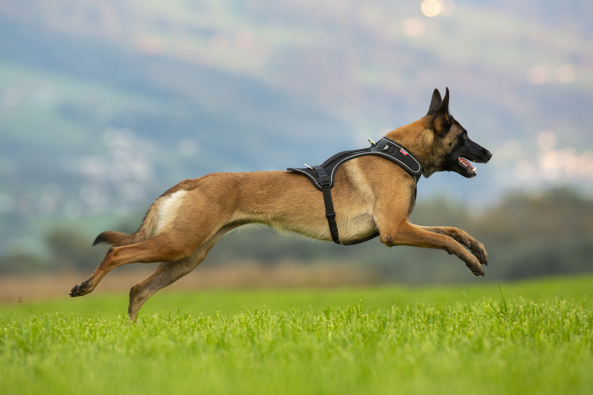 Fenlavor Best Selling Pet Products